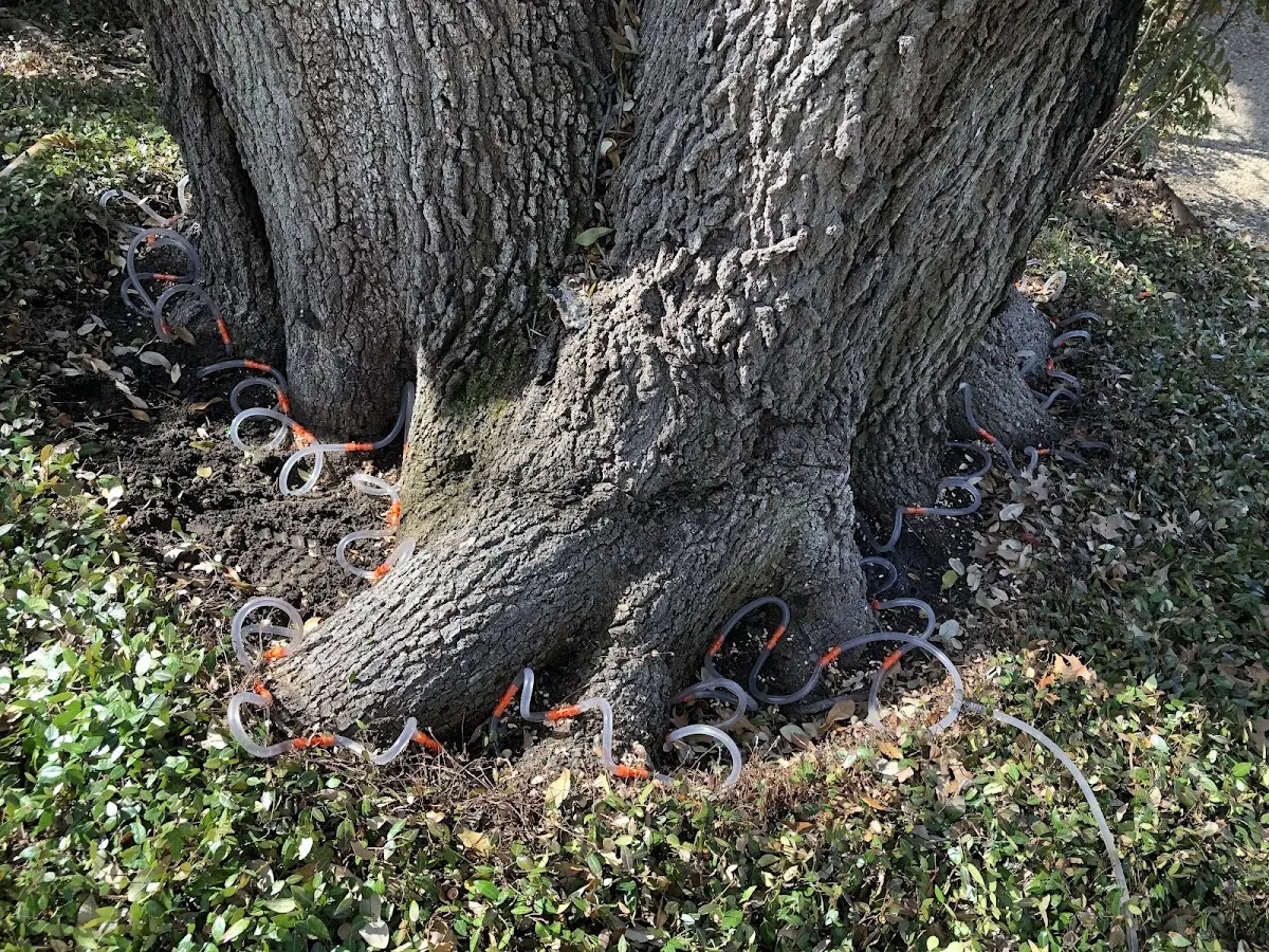 Detailed Tree Cabling and Bracing job site in Saint Mary