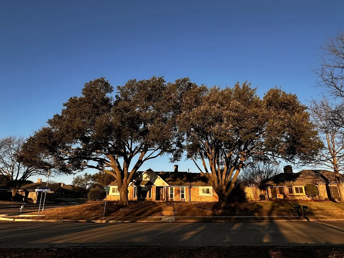 Established residential canopy tree shading a home in Saint Mary